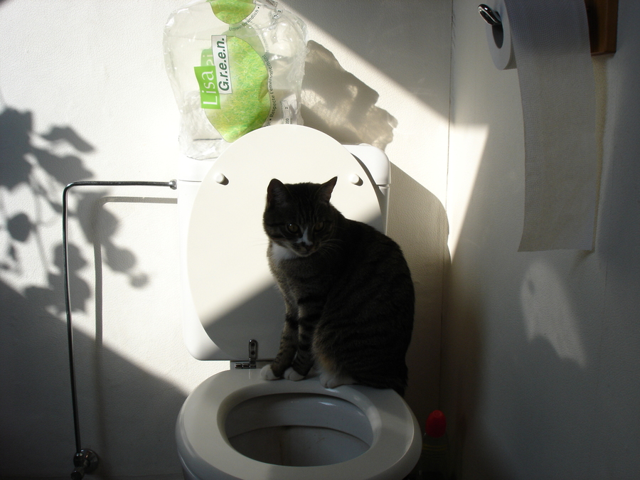 gal/2006-10 Box - WC - Robinet/DSC07145.JPG